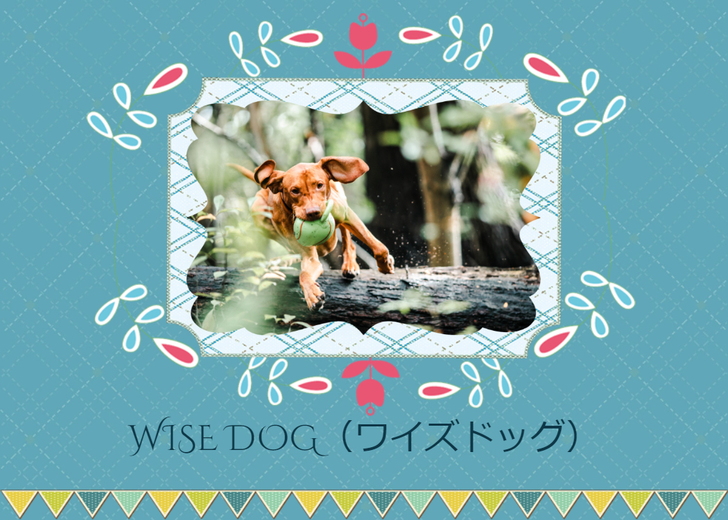 Wise Dog ワイズドッグ 北海道札幌市にある犬のしつけ教室案内