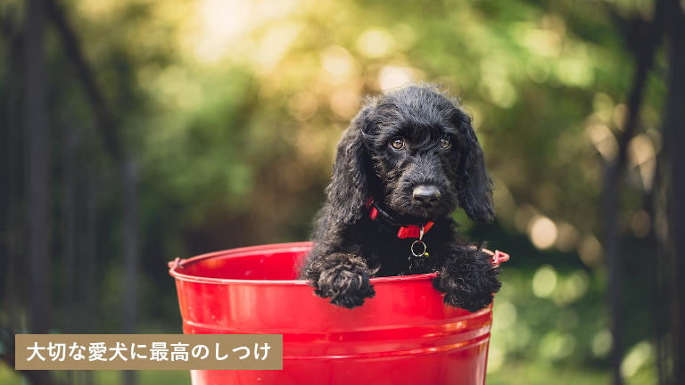 札幌市で犬のしつけ教室を探す