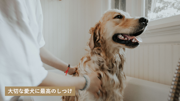 ドッグスクール ゆうじん 北海道恵庭市にある犬のしつけ教室詳細
