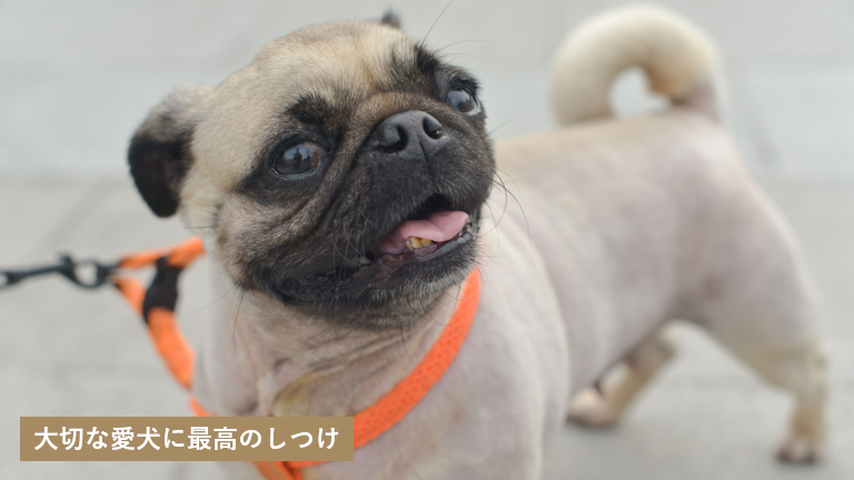 札幌市で犬のしつけ教室を探す