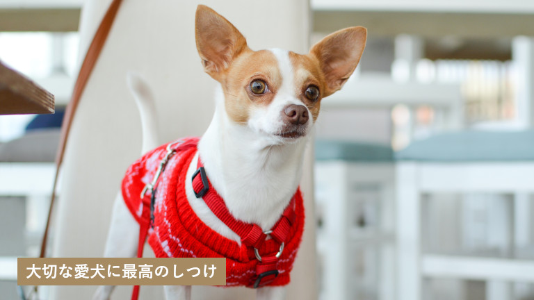 ドッグスクール ミッキー 糸島市の犬のしつけ教室紹介