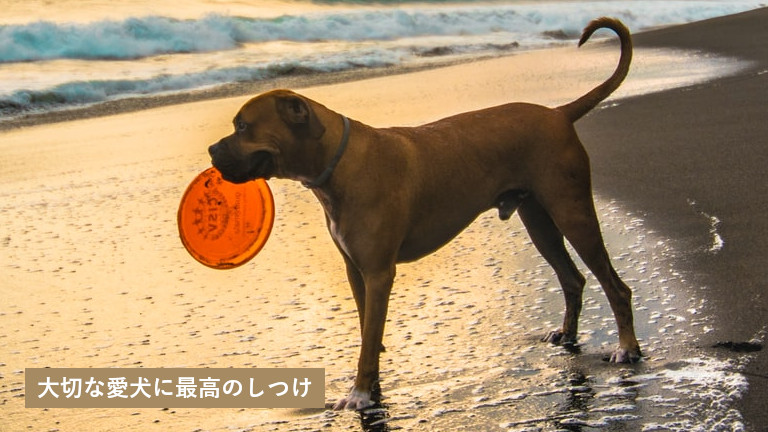 犬のしつけ教室dogly 口コミ評判 東京都台東区