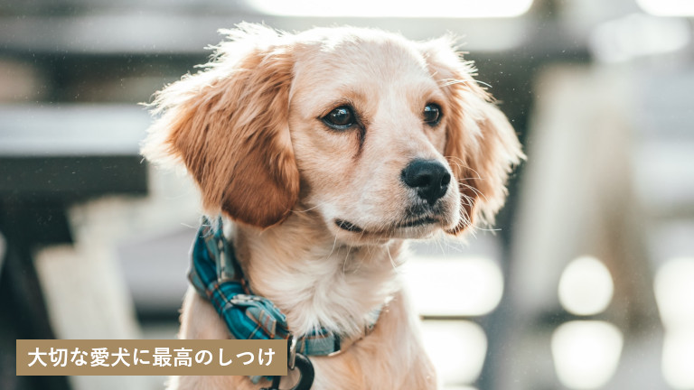 札幌市で犬のしつけ教室を探す