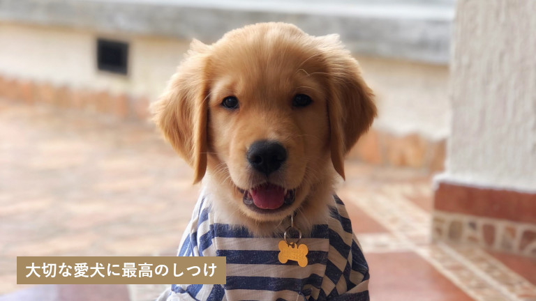 札幌市で犬のしつけ教室を探す