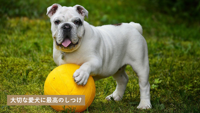 鶴田ワンワン王国 青森県北津軽郡