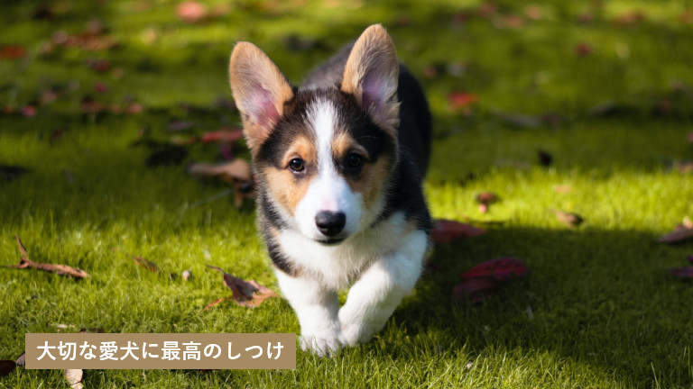 ワンライフ 北九州市小倉にある犬のしつけ教室の紹介
