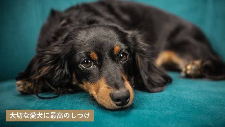 Uk Dog Academy ユーケードッグアカデミー 香川県丸亀市飯野町