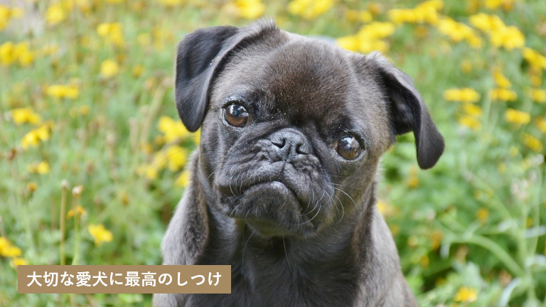 たんぽぽドッグスクール 香川県高松市で犬のしつけ教室を探す